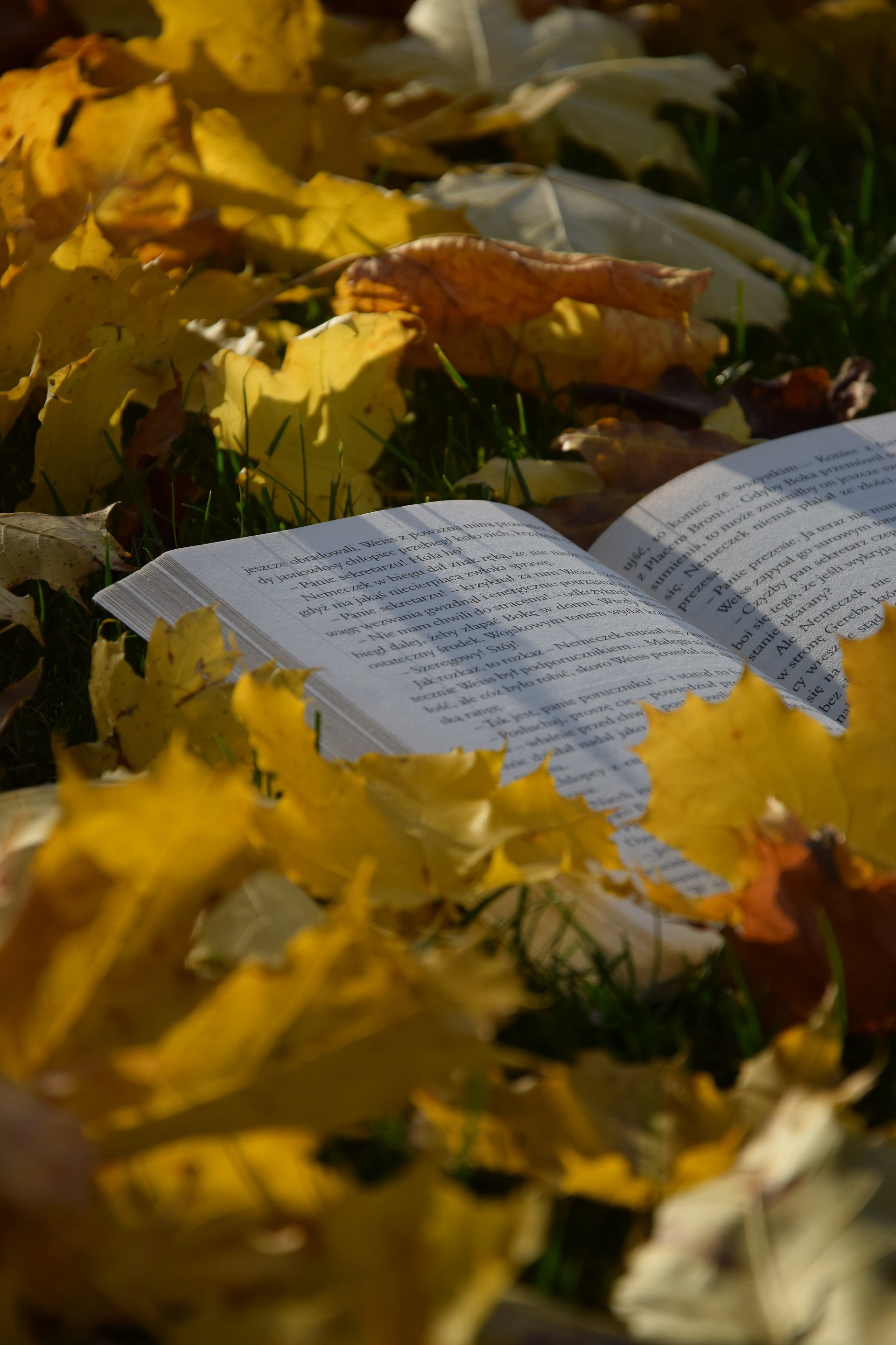 Zofia Szuman 1TR Okryta ciepłem jesieni Zofia Szuman 1TR Okryta ciepłem jesieni