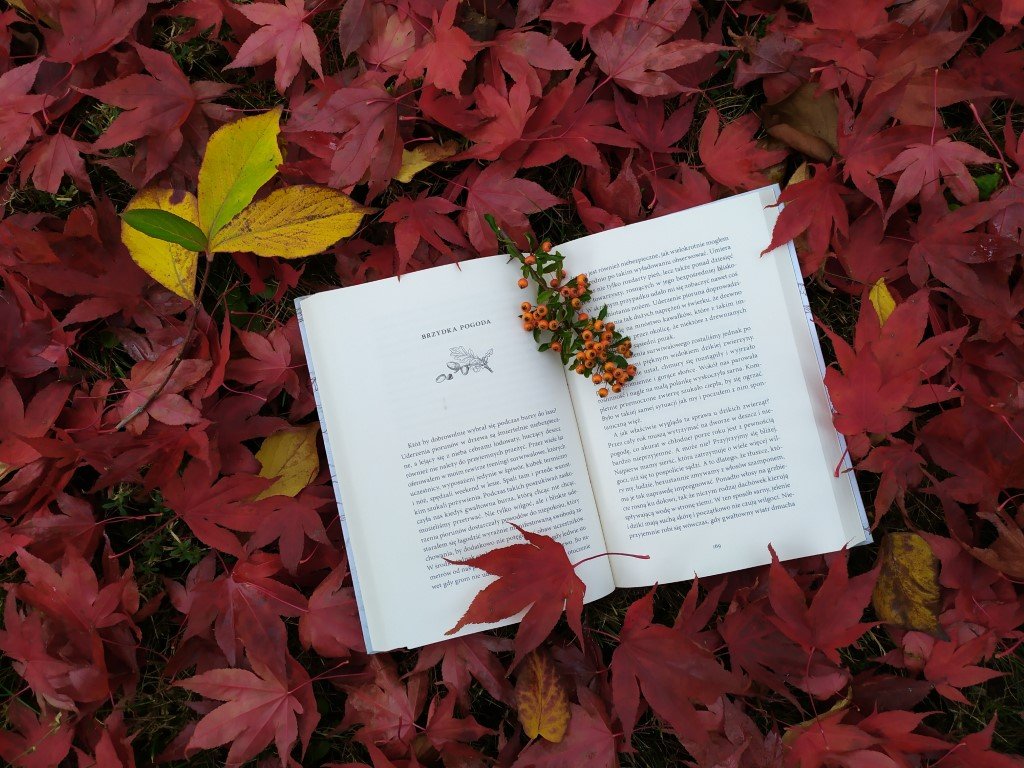 ,,Wśród liści'' Dominik Wałaszkowski kl. II TE